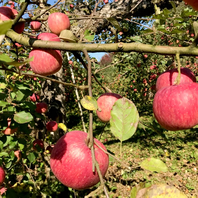 山形県産 りんご リンゴ 林檎