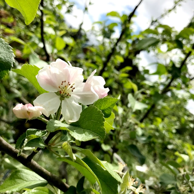 果樹農園 青い空 りんご サンふじ