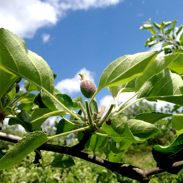 果樹農園 青い空 りんご サンふじ