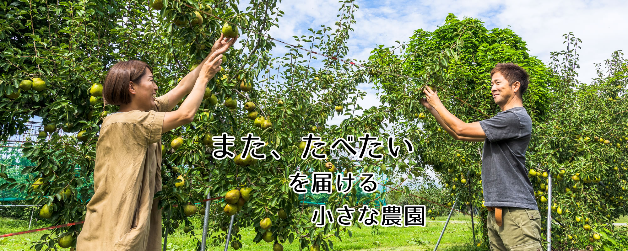 果樹農園 青い空 さくらんぼ 桃 ラ・フランス 秘伝豆 枝豆